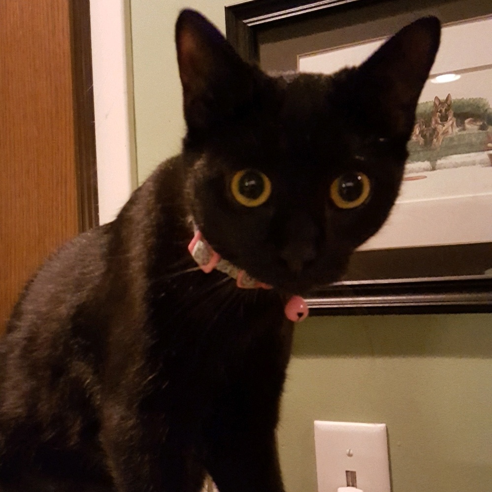 Meet your Posher, Lori